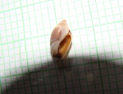 Amalda depressa