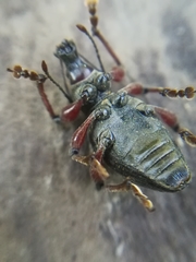 Otiorhynchus clavipes