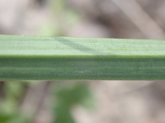 Poeae