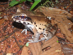 Leptodactylus pentadactylus