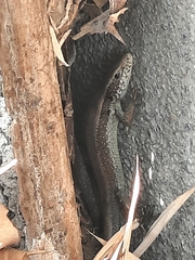 Eutropis longicaudata