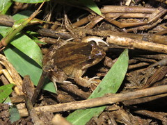 Leptodactylus petersii