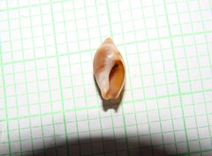 Amalda depressa