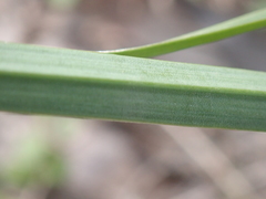 Poeae