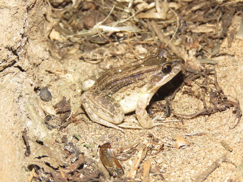 Peters' Thin-toed Frog