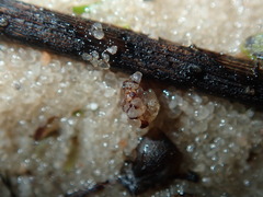 Ochterus