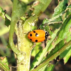 Hippodamia glacialis