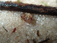 Ochterus