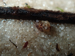 Ochterus
