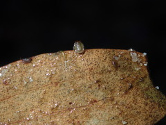 Ochterus