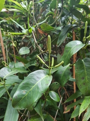 Gnetum luofuense