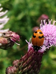 Hippodamia glacialis