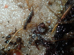 Ochterus