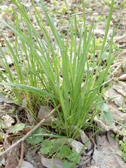 Poeae