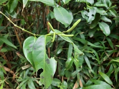 Gnetum luofuense