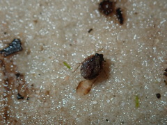 Ochterus