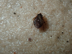 Ochterus