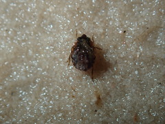 Ochterus