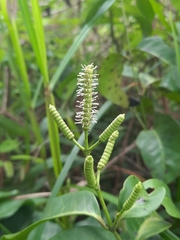 Gnetum luofuense