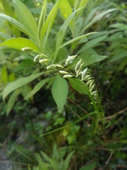 Melica mutica
