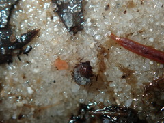 Ochterus
