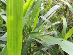 Megacheilacris vallensis