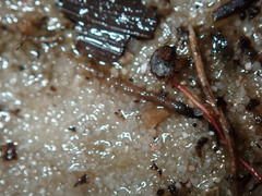Ochterus