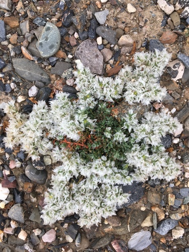 Paronychia capitata capitata