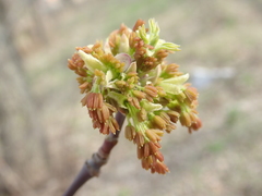 Acer negundo