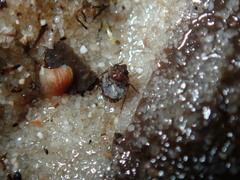 Ochterus