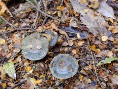 Cortinarius turcopes