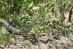 Elaphe quadrivirgata