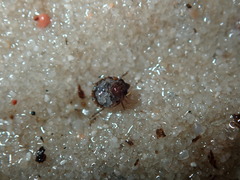Ochterus
