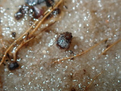 Ochterus