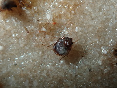 Ochterus