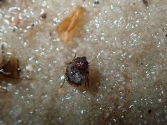 Ochterus