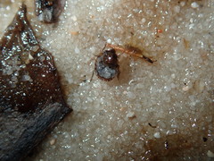 Ochterus