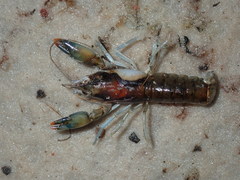 Cherax cuspidatus