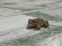 Leptodactylus podicipinus