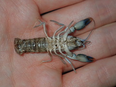 Cherax cuspidatus