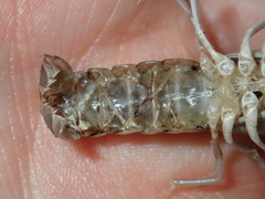 Cherax cuspidatus