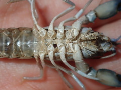 Cherax cuspidatus