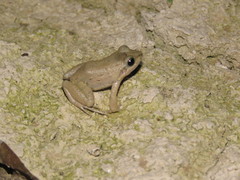Leptodactylus