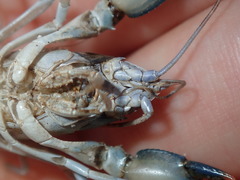 Cherax cuspidatus