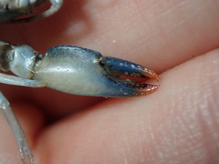 Cherax cuspidatus