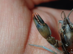 Cherax cuspidatus