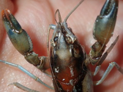 Cherax cuspidatus