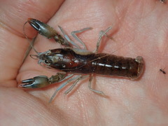 Cherax cuspidatus