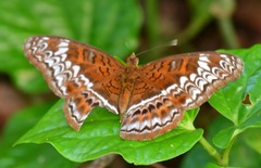 Lebadea martha parkeri