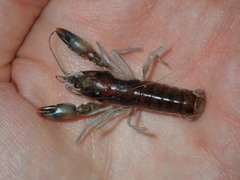 Cherax cuspidatus